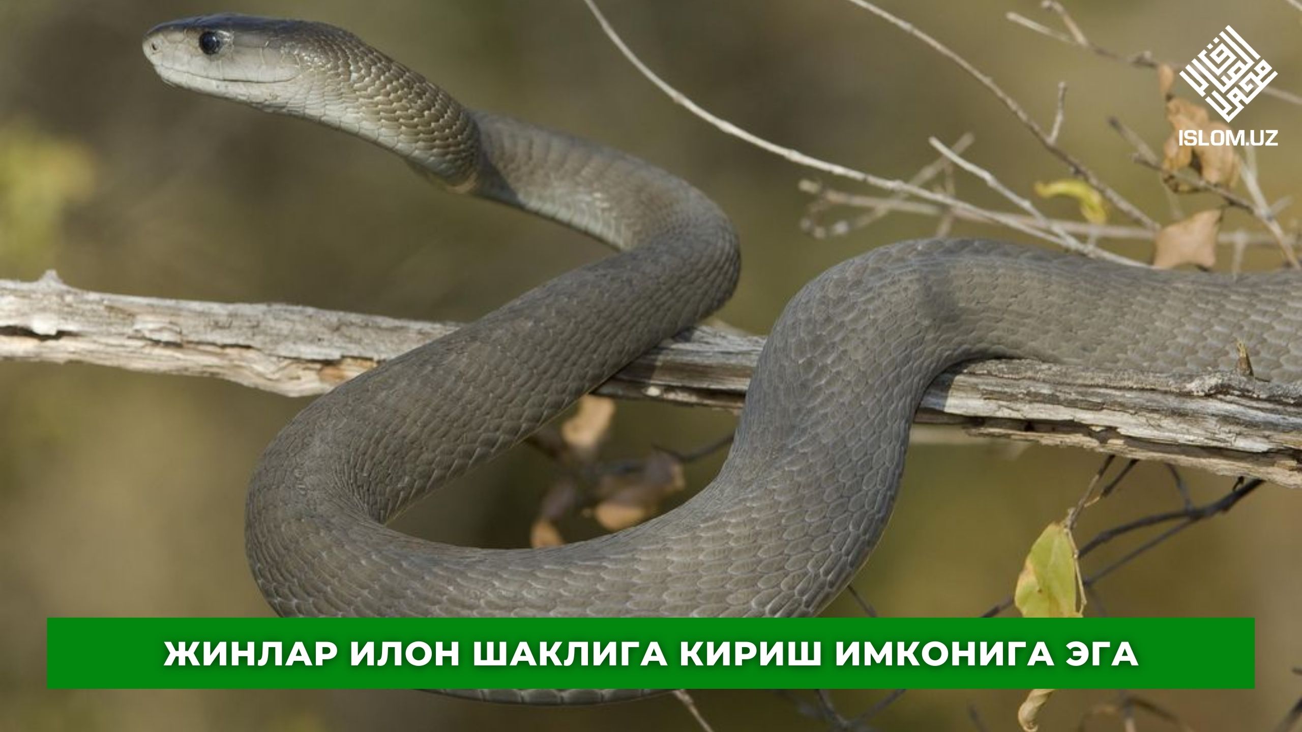 Самые ядовитые змеи фото. Чёрная мамба змея. Черный Тайпан змея. Самая ядовитая змея в мире черная мамба. Африка змея мамба.